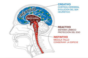 CerebroTriunoLordpablo